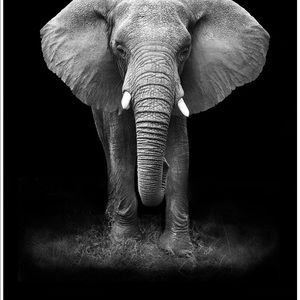 Meet your Posher, Dwayne